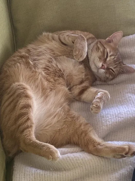 Buzzards Bay Veterinary Associates Picture 10