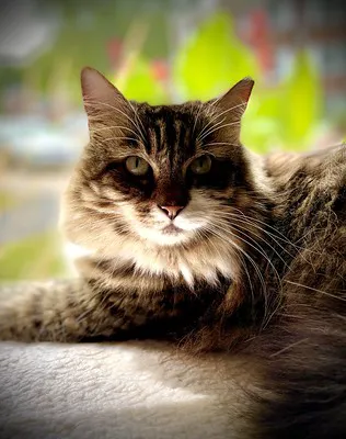 Randolph Animal Hospital Picture 1