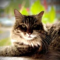 Randolph Animal Hospital ico