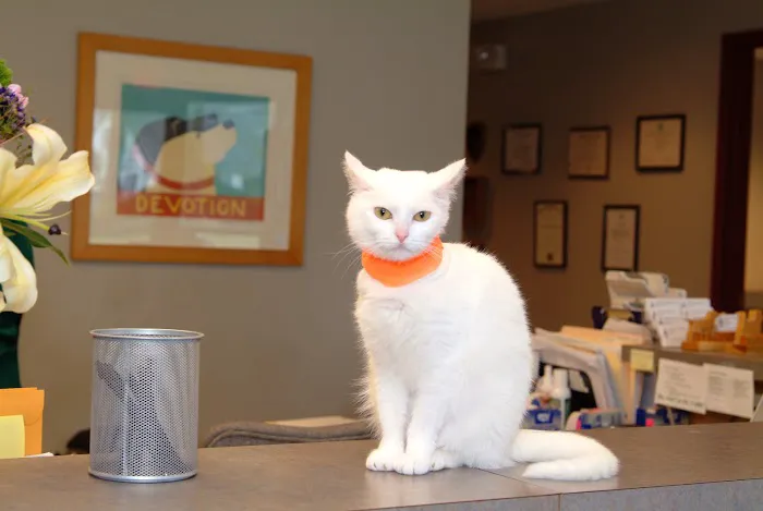 Randolph Animal Hospital Picture 6