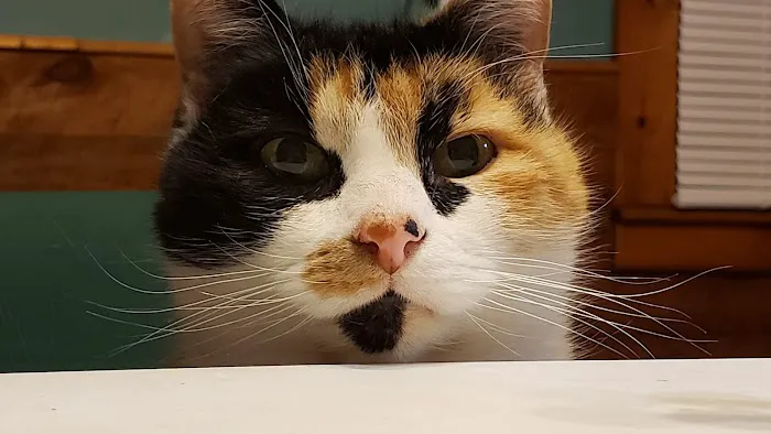 Randolph Animal Hospital Picture 5