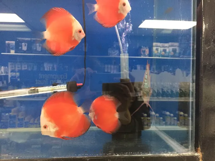 Splash Aquarium Picture 10