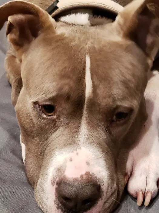 Harrington Susan M DVM Picture 1