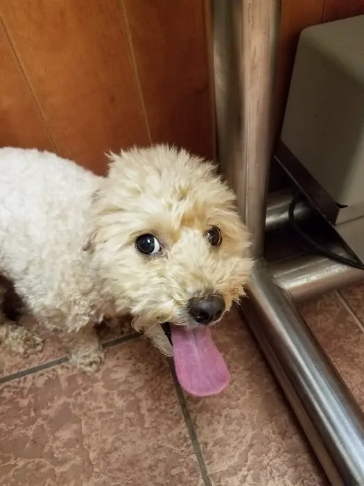 VCA Plymouth Animal Hospital and Pet Resort Picture 5