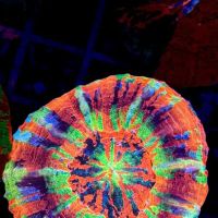 Wine Country Corals ico