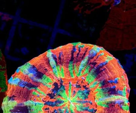 Wine Country Corals
