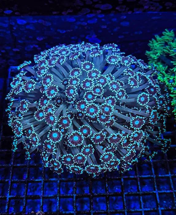 Wine Country Corals Picture 6