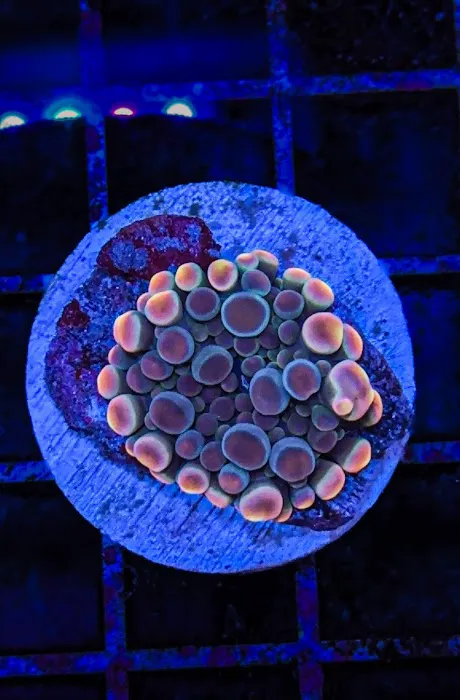 Wine Country Corals Picture 2