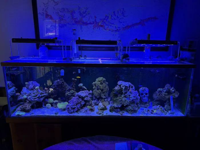 Wine Country Corals Picture 5