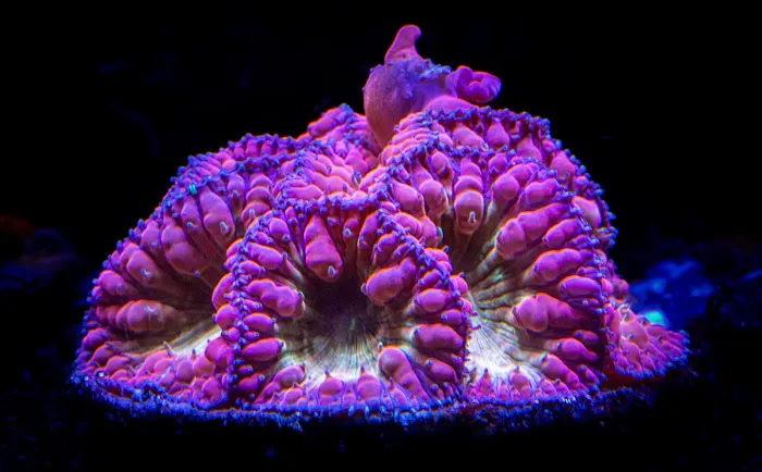 Wine Country Corals Picture 3