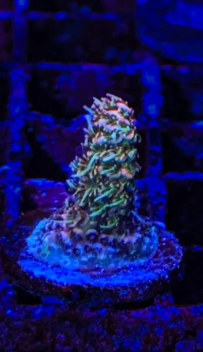 Wine Country Corals Picture 9