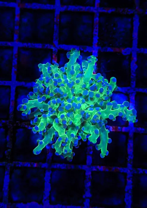 Wine Country Corals Picture 8