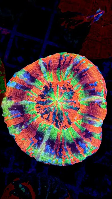 Wine Country Corals Picture 7