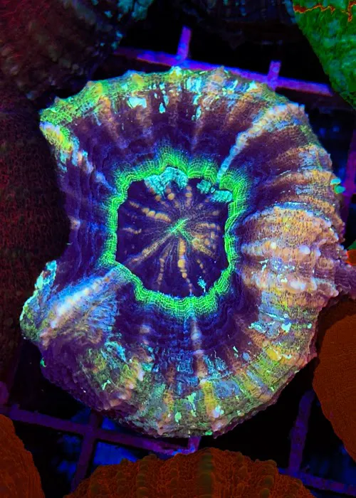 Wine Country Corals Picture 10