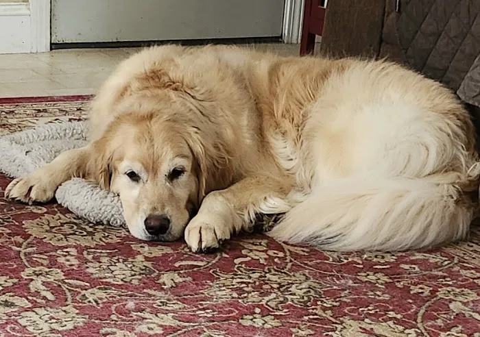 Kingston Animal Hospital Picture 1