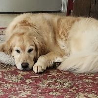 Kingston Animal Hospital ico