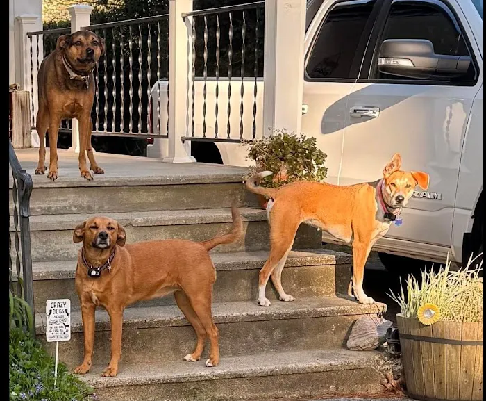 Kingston Animal Hospital Picture 5