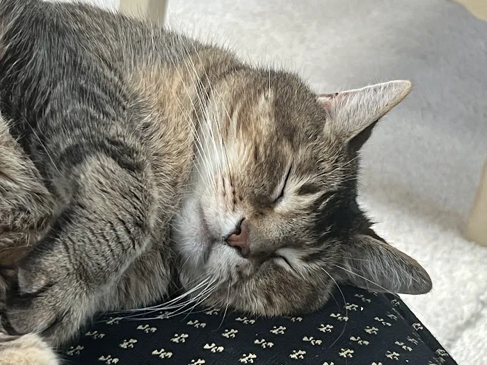 Kingston Animal Hospital Picture 6