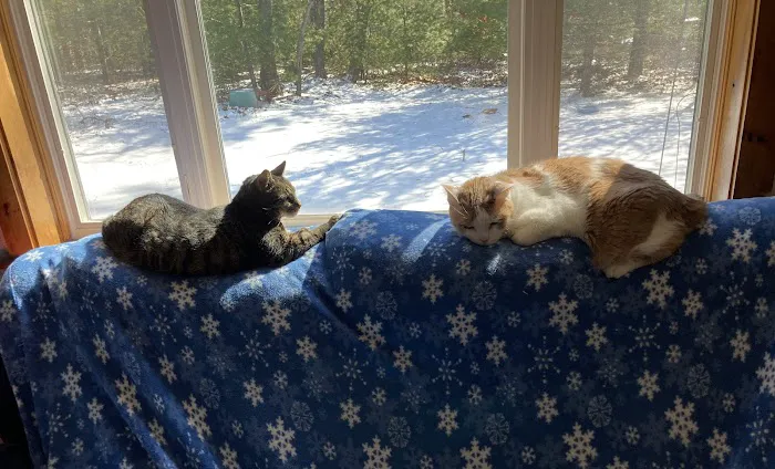 Kingston Animal Hospital Picture 7