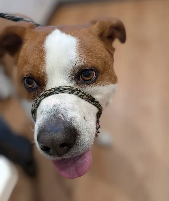 Kingston Animal Hospital Picture 9