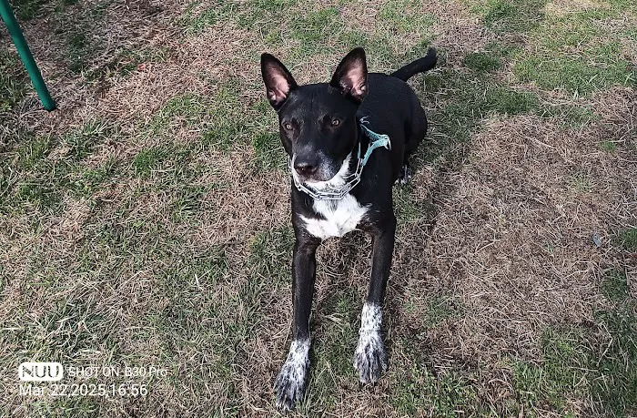 Kingston Animal Hospital Picture 10