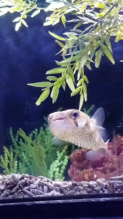 Caesar's Tropical Fish Factory Picture 1