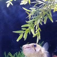 Caesar's Tropical Fish Factory ico