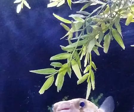 Caesar's Tropical Fish Factory