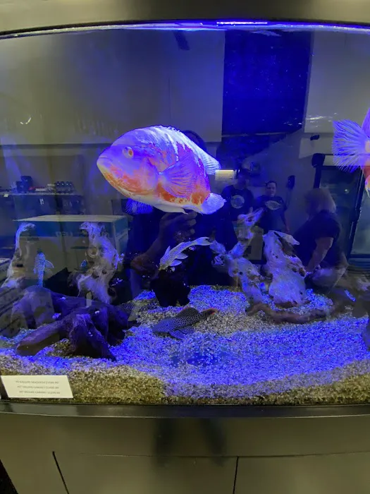 Caesar's Tropical Fish Factory Picture 6