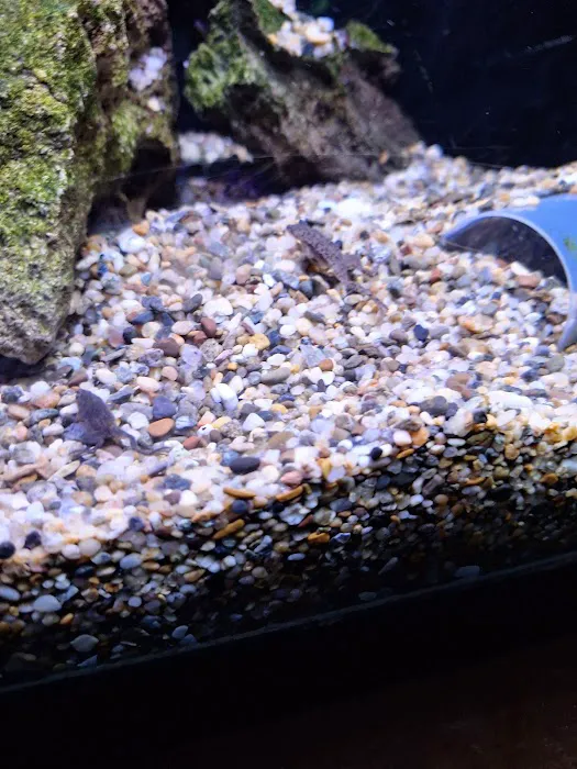 Caesar's Tropical Fish Factory Picture 10