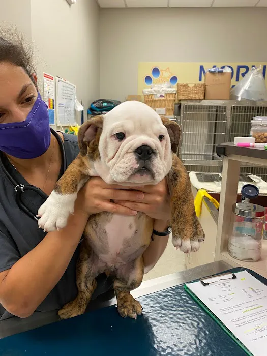 Morningstar Animal Hospital Picture 6
