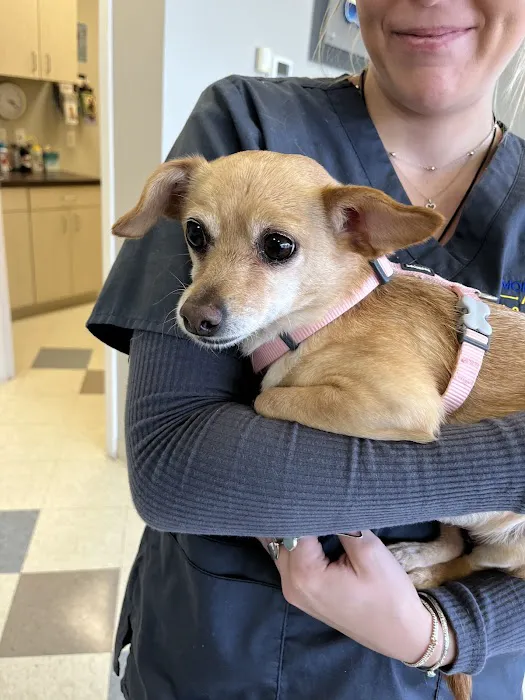 Morningstar Animal Hospital Picture 9