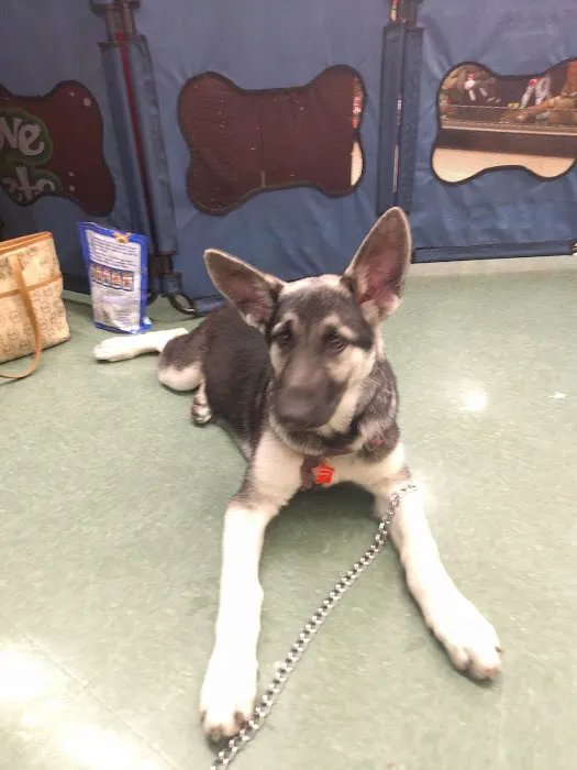 Petco Picture 4