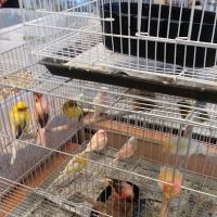 Finest Exotic Birds ico