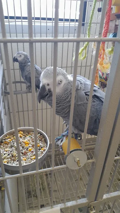 Finest Exotic Birds Picture 2