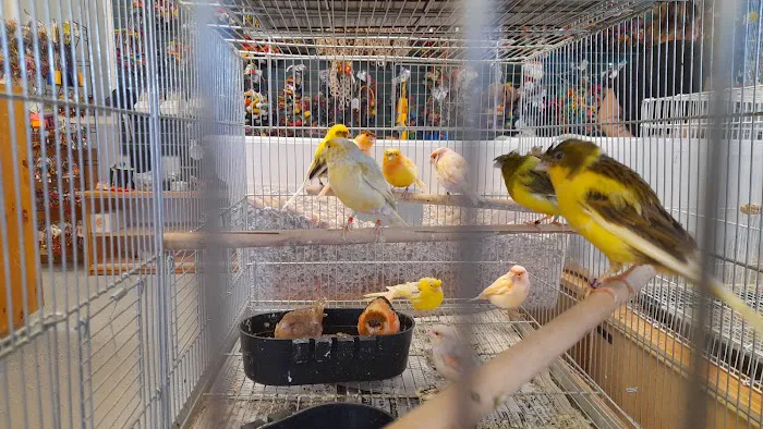 Finest Exotic Birds Picture 4