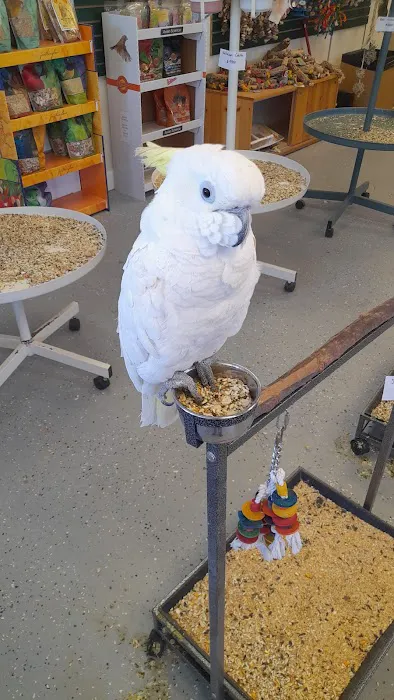 Finest Exotic Birds Picture 6