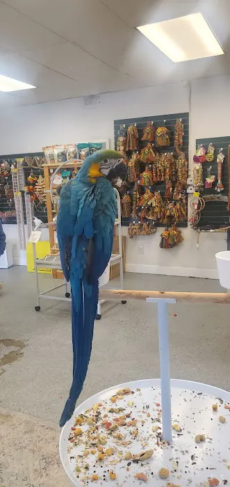 Finest Exotic Birds Picture 7