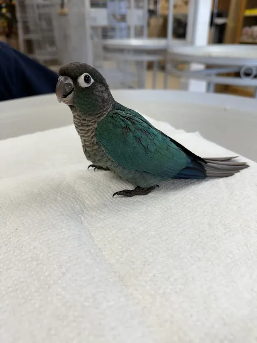 Finest Exotic Birds Picture 9