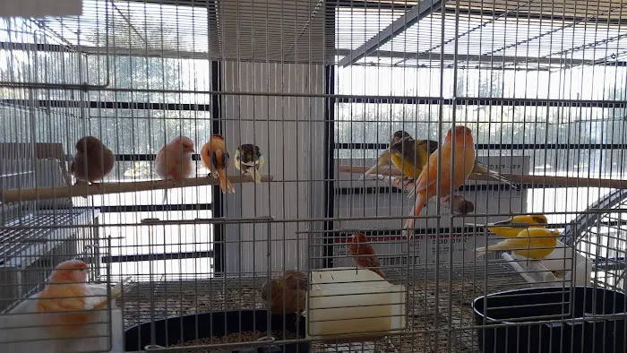 Finest Exotic Birds Picture 8