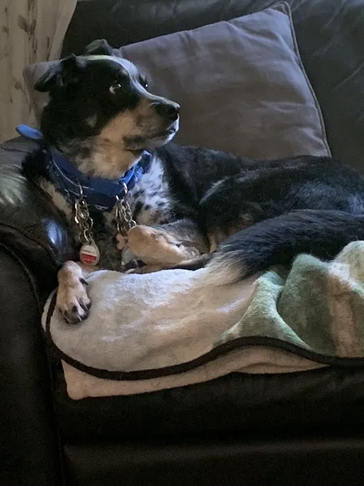 Kingston animal hospital Picture 1