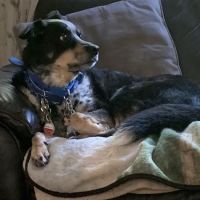 Kingston animal hospital ico