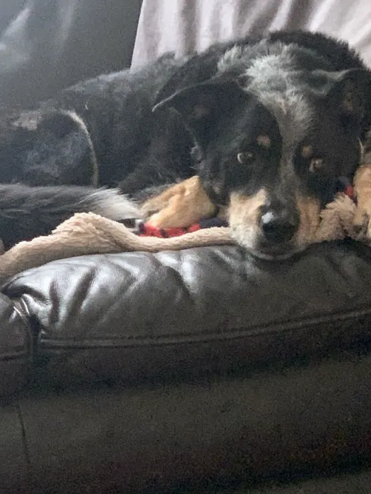 Kingston animal hospital Picture 2