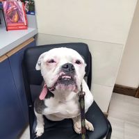 Pembroke Animal Hospital ico