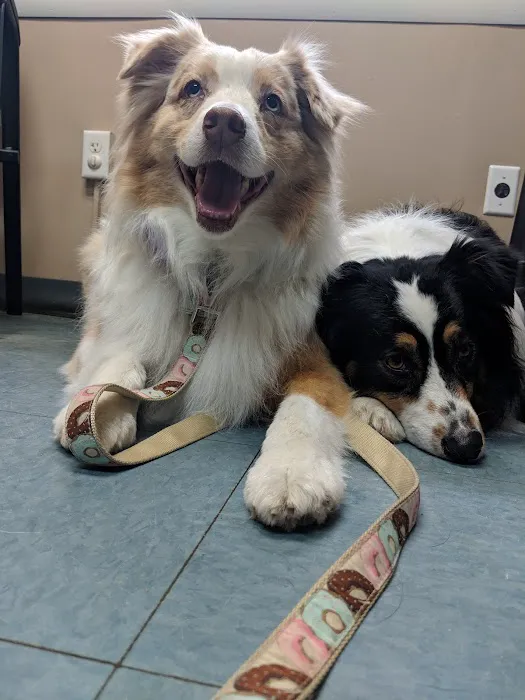 VCA Hanson Animal Hospital Picture 9