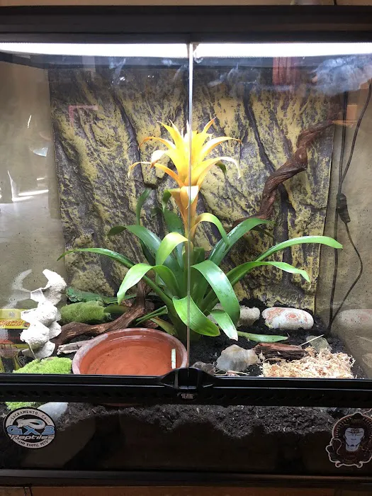 Gx3 Reptiles and Exotic Pets Picture 2
