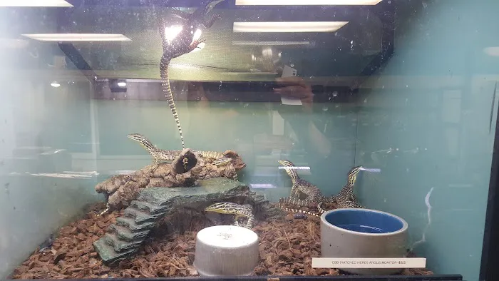 Gx3 Reptiles and Exotic Pets Picture 6