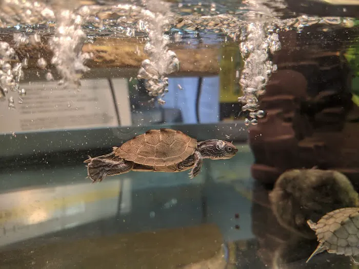 Gx3 Reptiles and Exotic Pets Picture 5