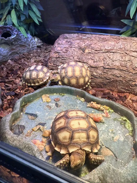 Gx3 Reptiles and Exotic Pets Picture 9