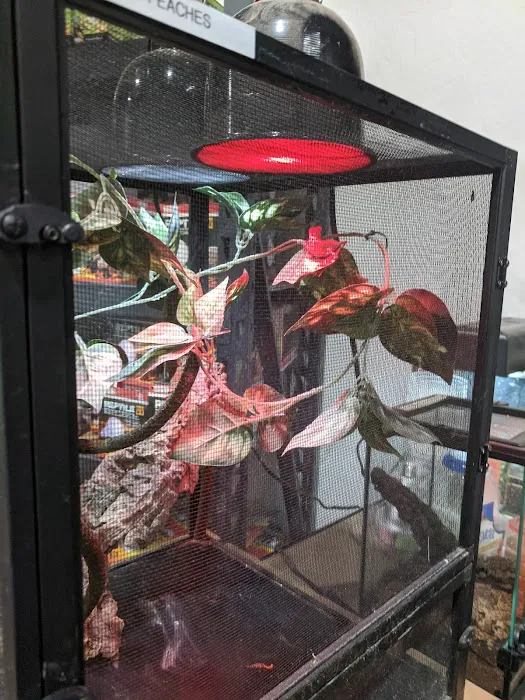 Gx3 Reptiles and Exotic Pets Picture 8